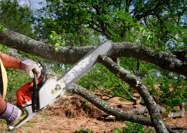 How Our Tree Care Process Works  in Bloomfield, NM